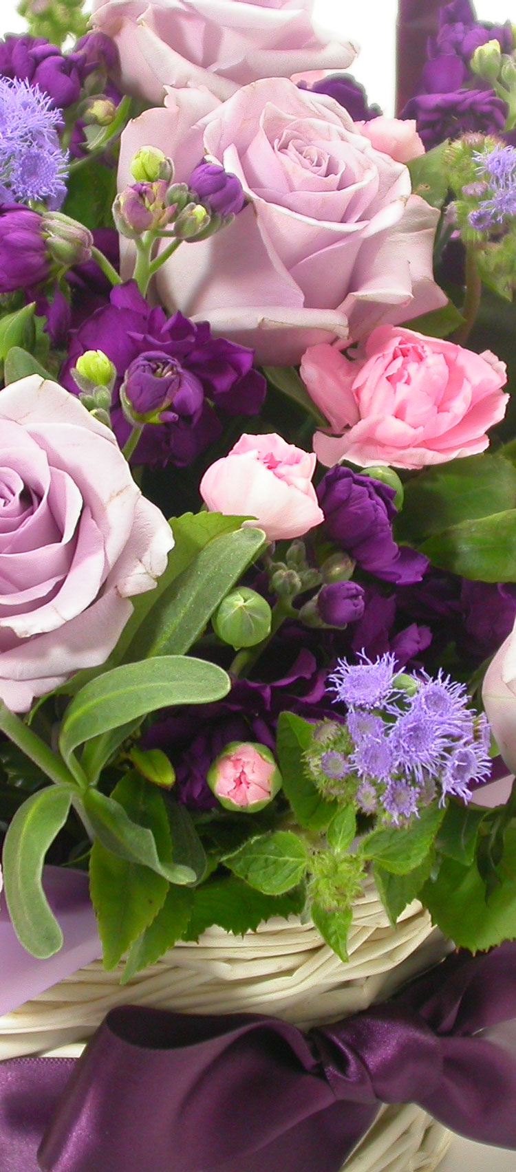 오션송 장미는 향기도 아주 고급스럽습니다.