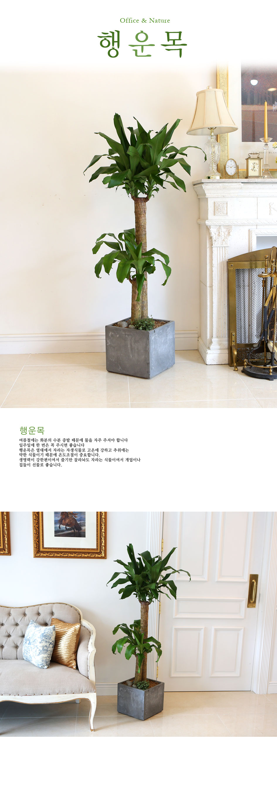 Office&Nature - FRP화분의 행운목