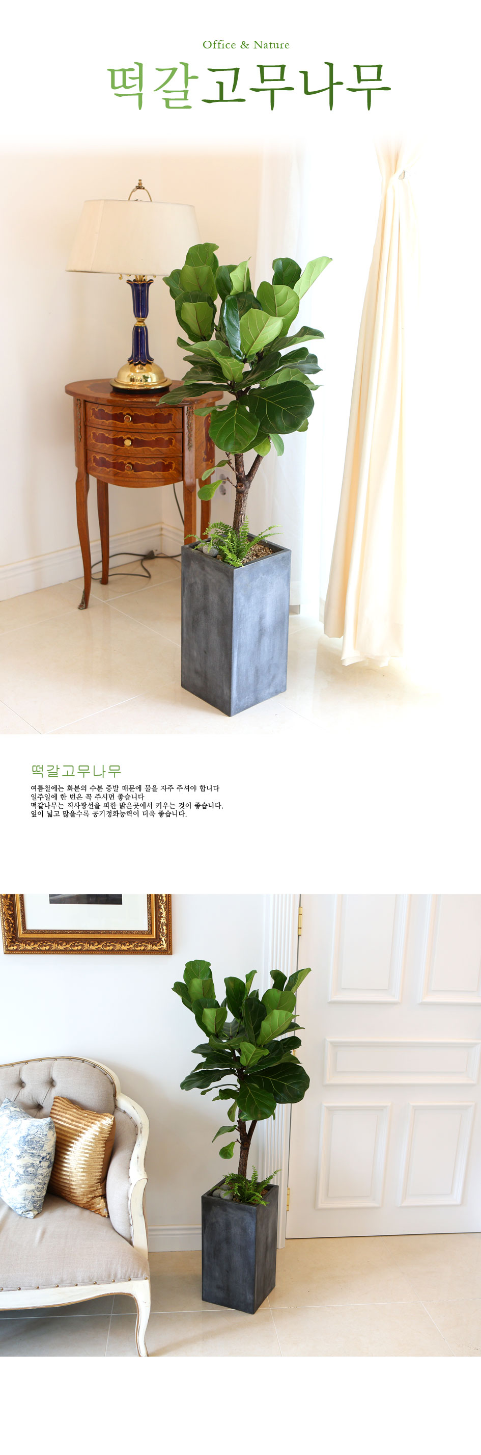 Office&Nature - FRP화분의 떡갈고무나무