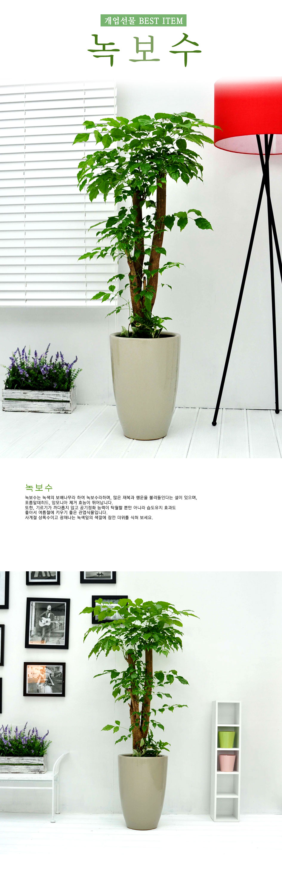 개업선물 강력추천 - 웰빙 녹보수A