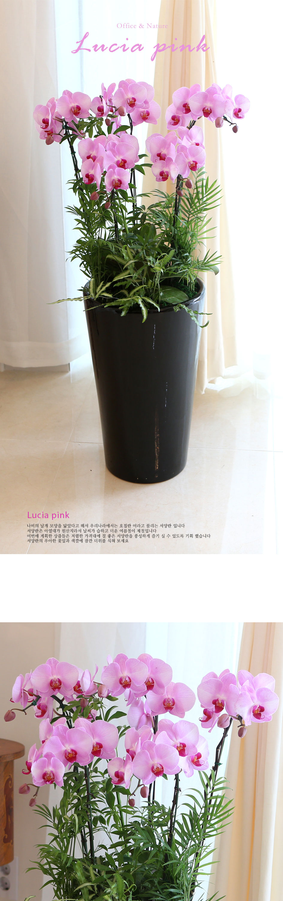 Office&Nature - 고운 자태 뽐내는 루치아핑크 (대)
