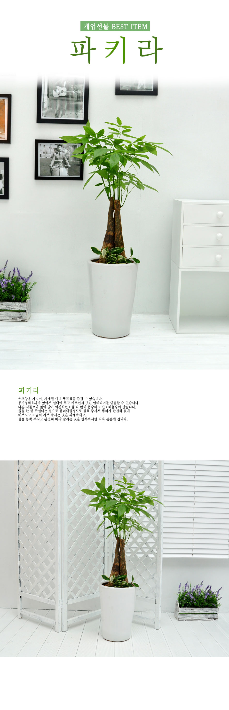 강력추천 개업선물 - 웰빙 파키라(소)