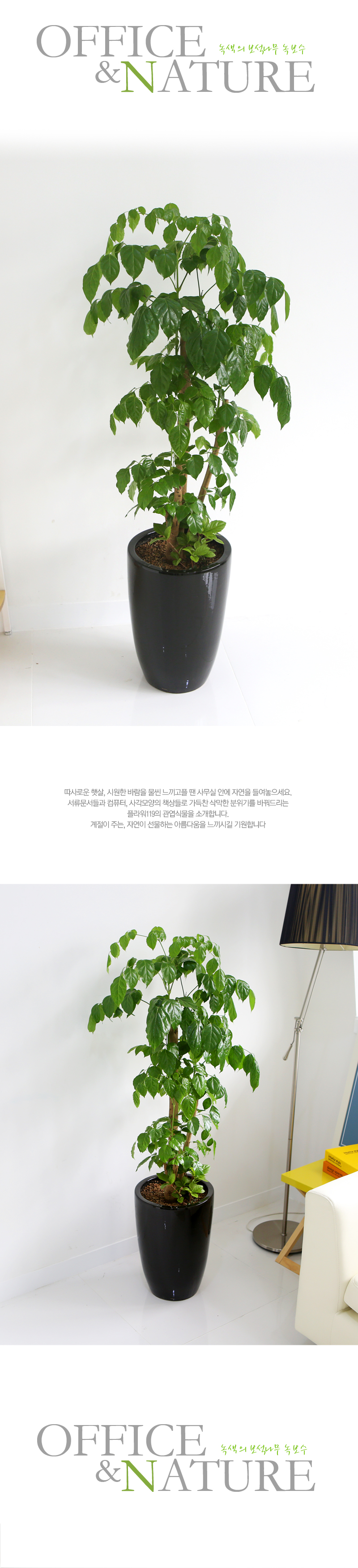 Office&Nature - 녹색 의 보석나무 녹보수(화기가 변경될 수 있습니다.)