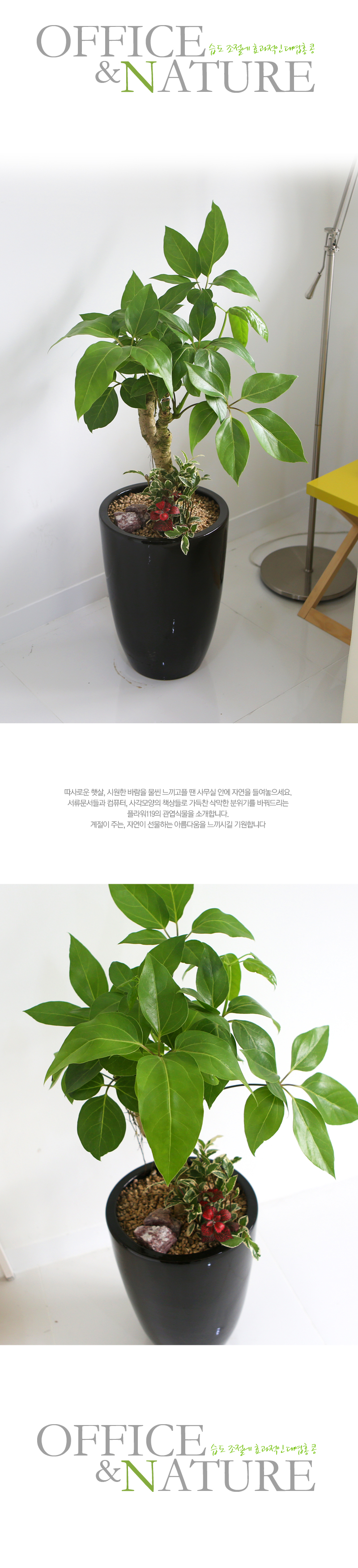 Office&Nature - 습도 조절에 효과적인 대엽홍콩(화기가 변경될 수 있습니다.)
