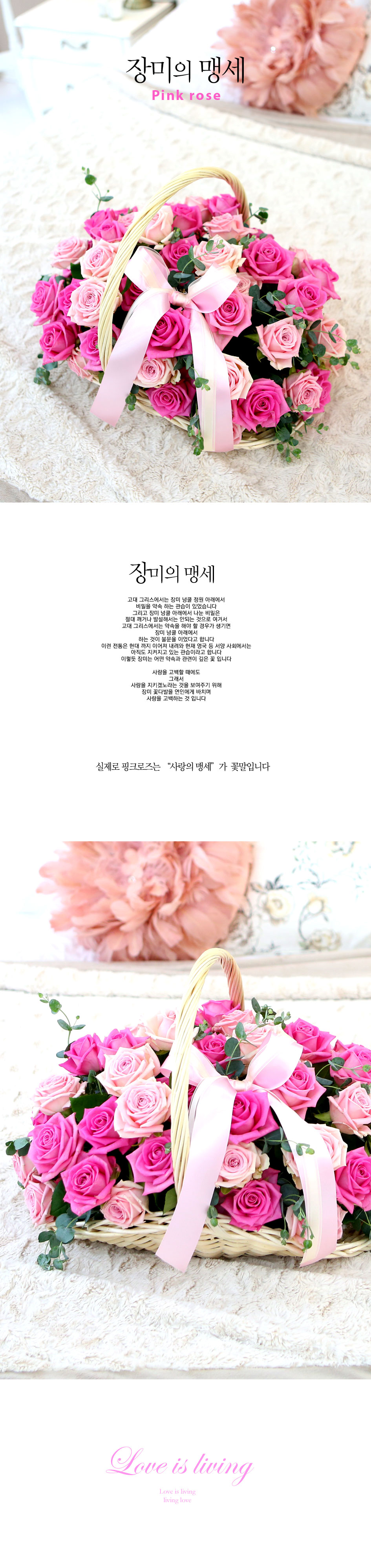 장미의 맹세 - Pink rose