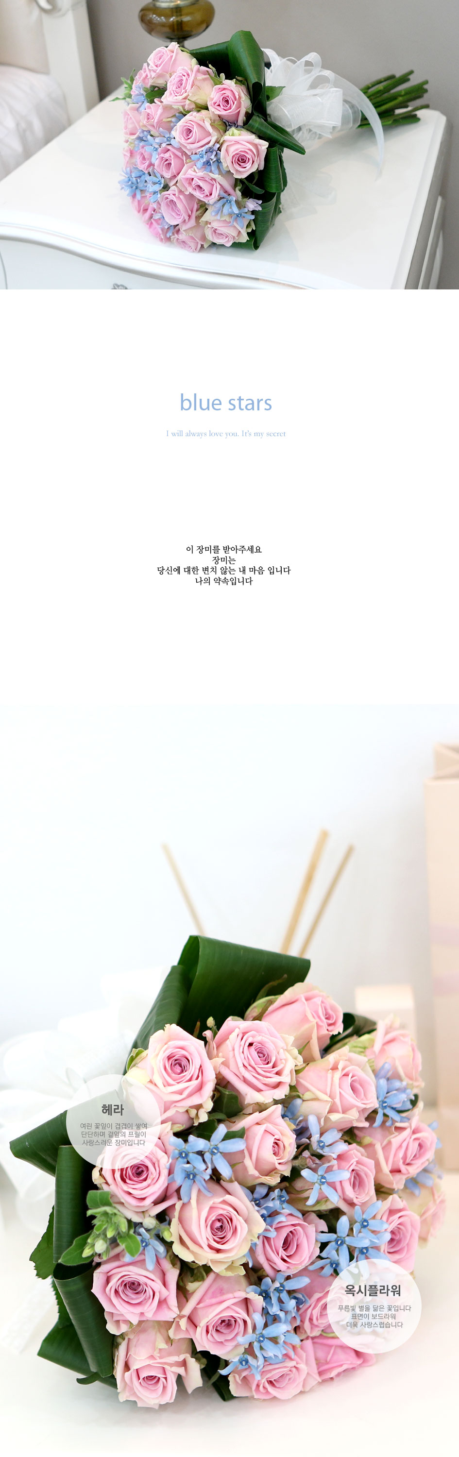 장미의 맹세 - blue stars --- 봄,겨울엔 블루옥시 대신 다른꽃으로 대체됩니다