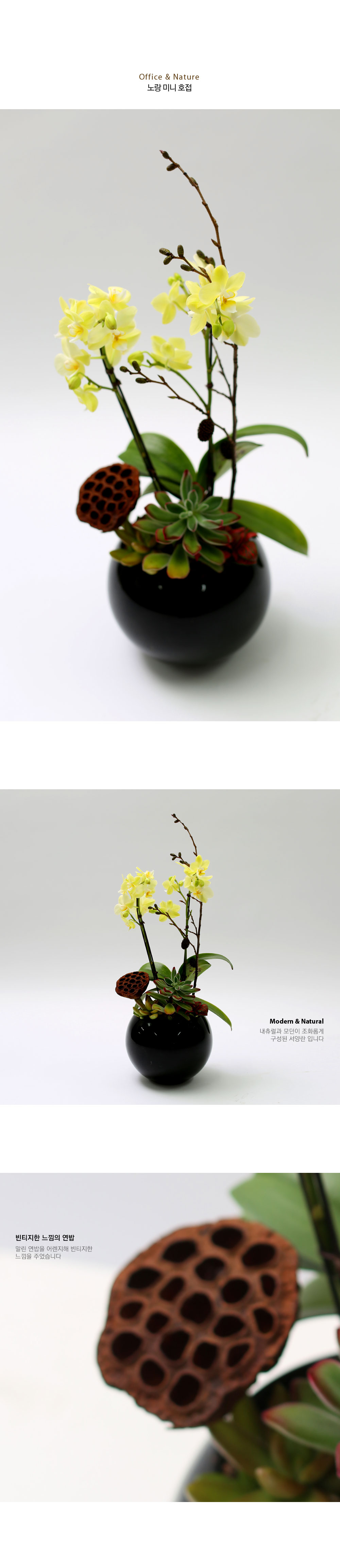 Office & Nature - 노랑 미니 호접란 & 다육 (소)