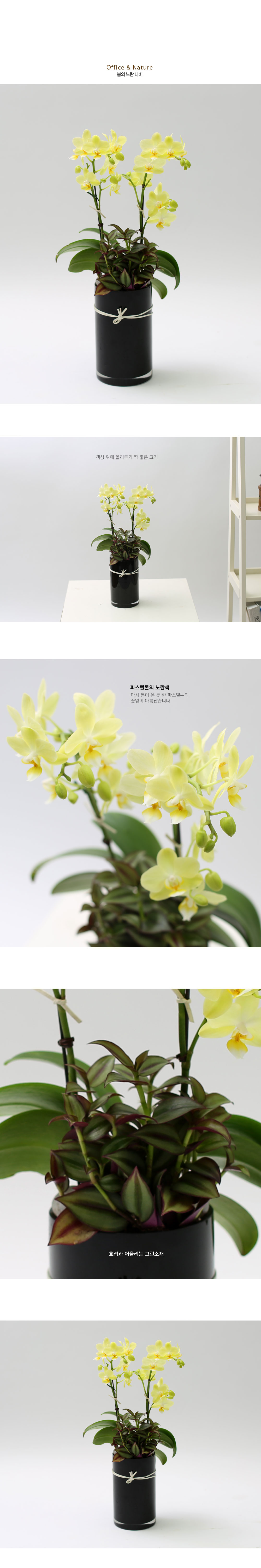 Office & Nature 봄의 노란 나비