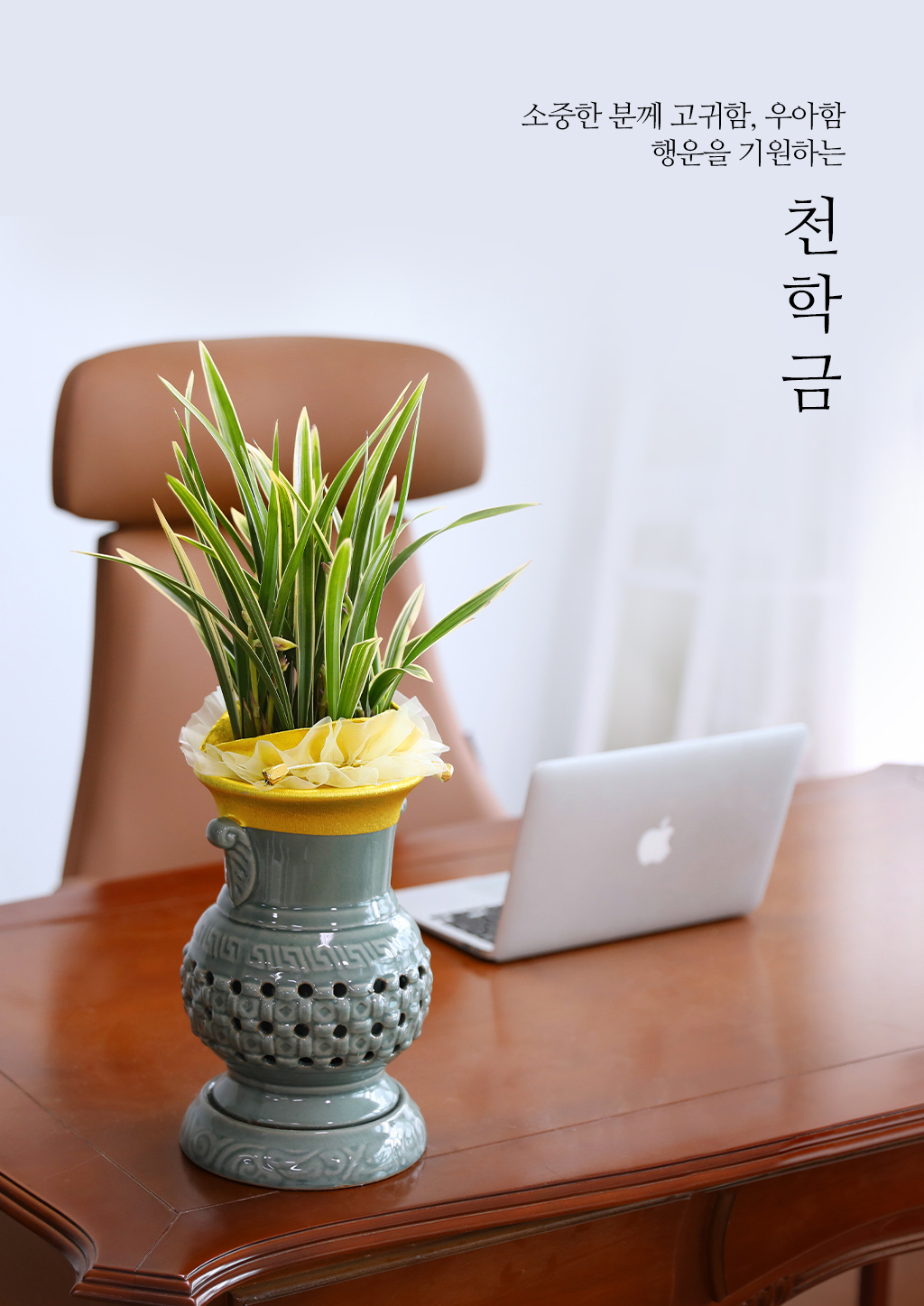우아함과 품격의 상징, 동양란 천학금