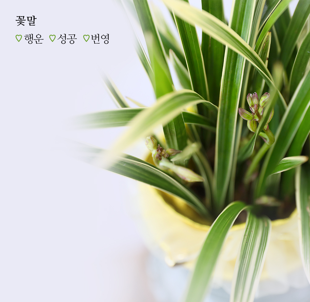 우아함과 품격의 상징, 동양란 천학금