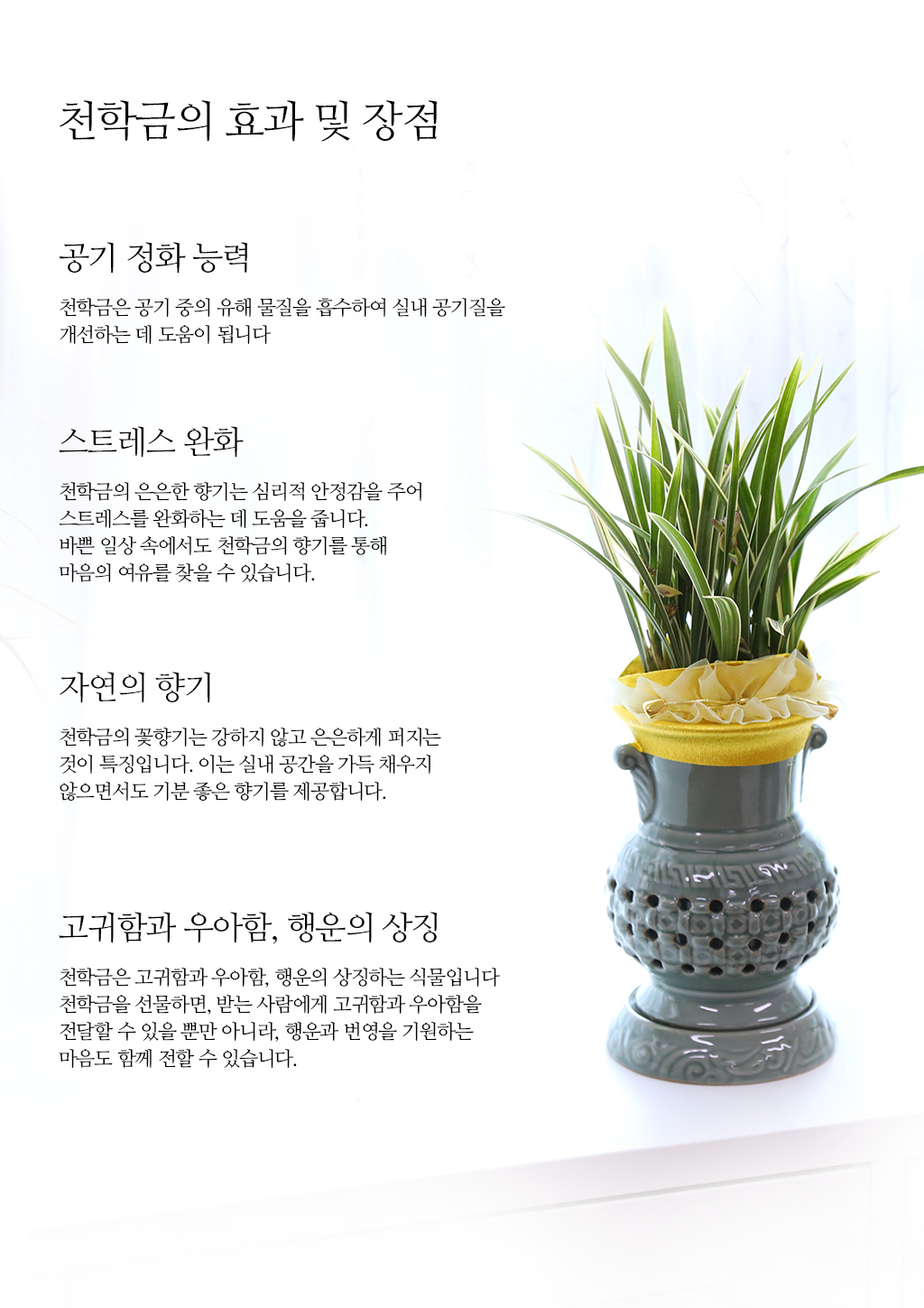 우아함과 품격의 상징, 동양란 천학금