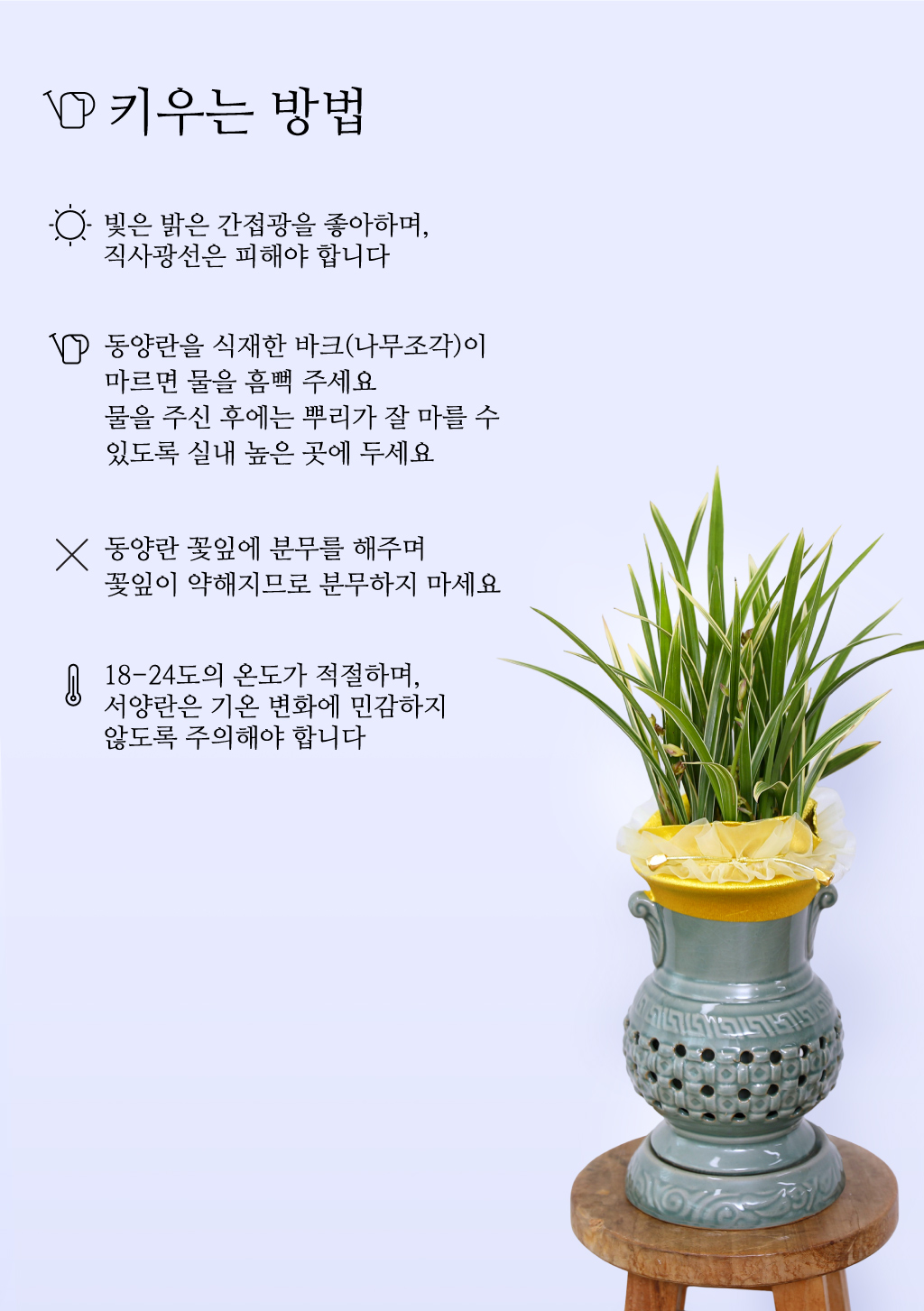 우아함과 품격의 상징, 동양란 천학금