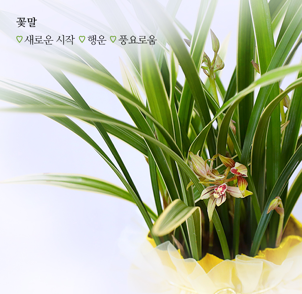 성공과 번영을 기원하는 황금빛 선물, 동양란 금황제