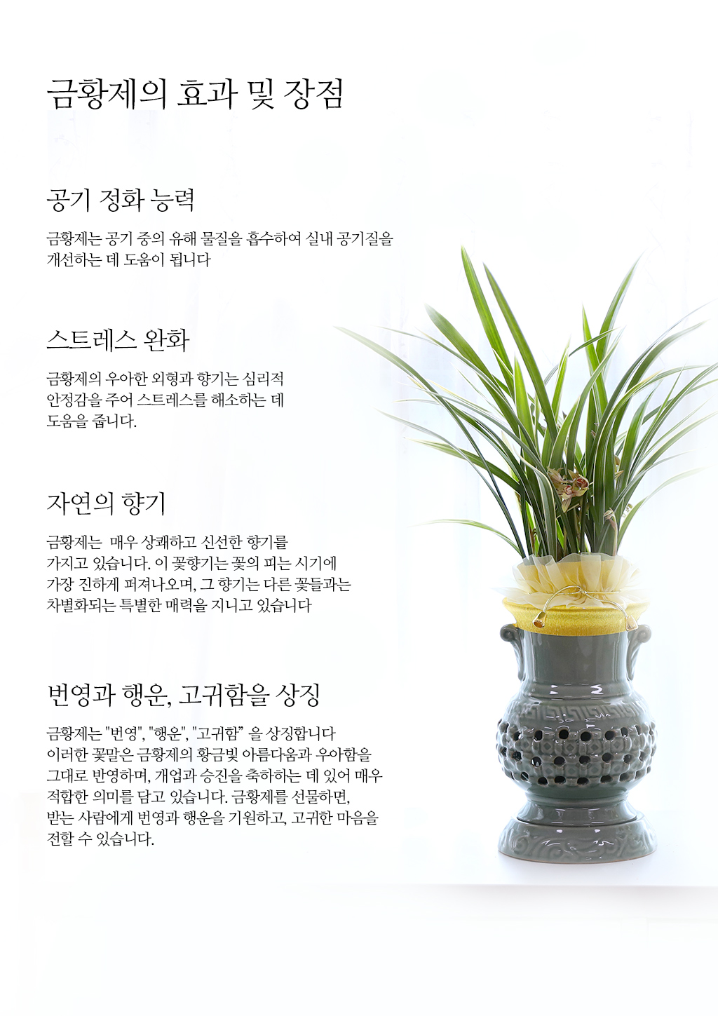 성공과 번영을 기원하는 황금빛 선물, 동양란 금황제