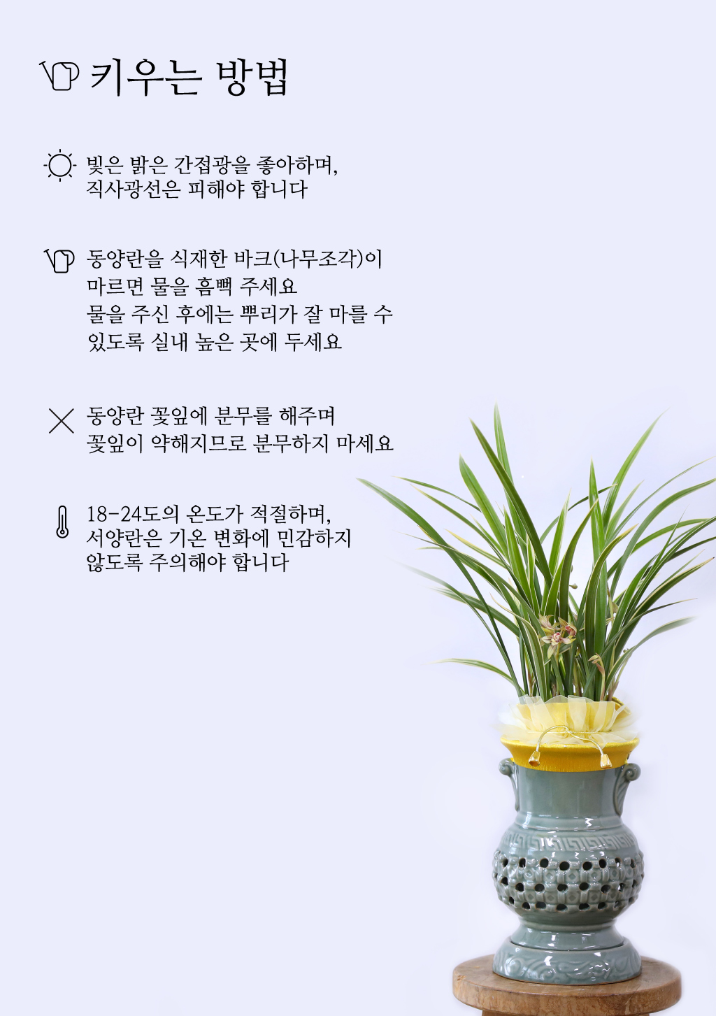 성공과 번영을 기원하는 황금빛 선물, 동양란 금황제