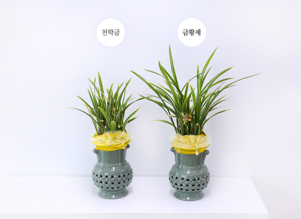 성공과 번영을 기원하는 황금빛 선물, 동양란 금황제
