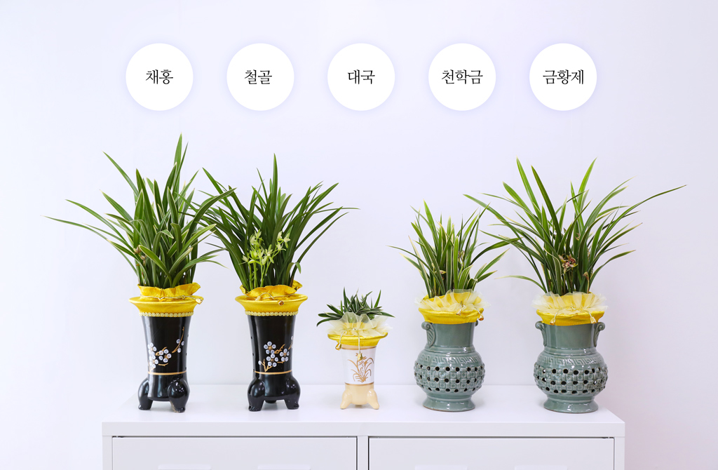 성공과 번영을 기원하는 황금빛 선물, 동양란 금황제