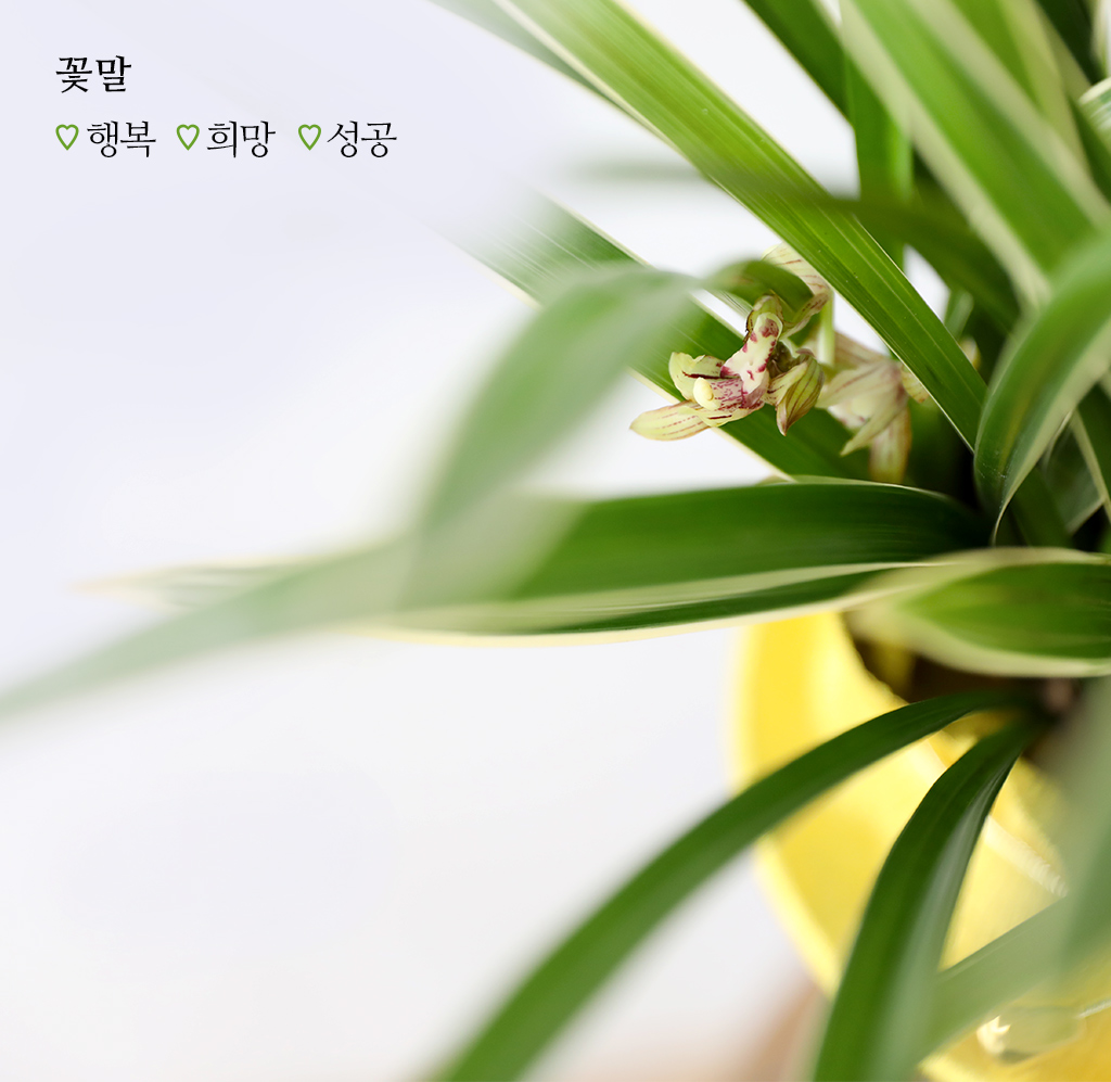 행운과 번영을 상징하는 동양란 채홍