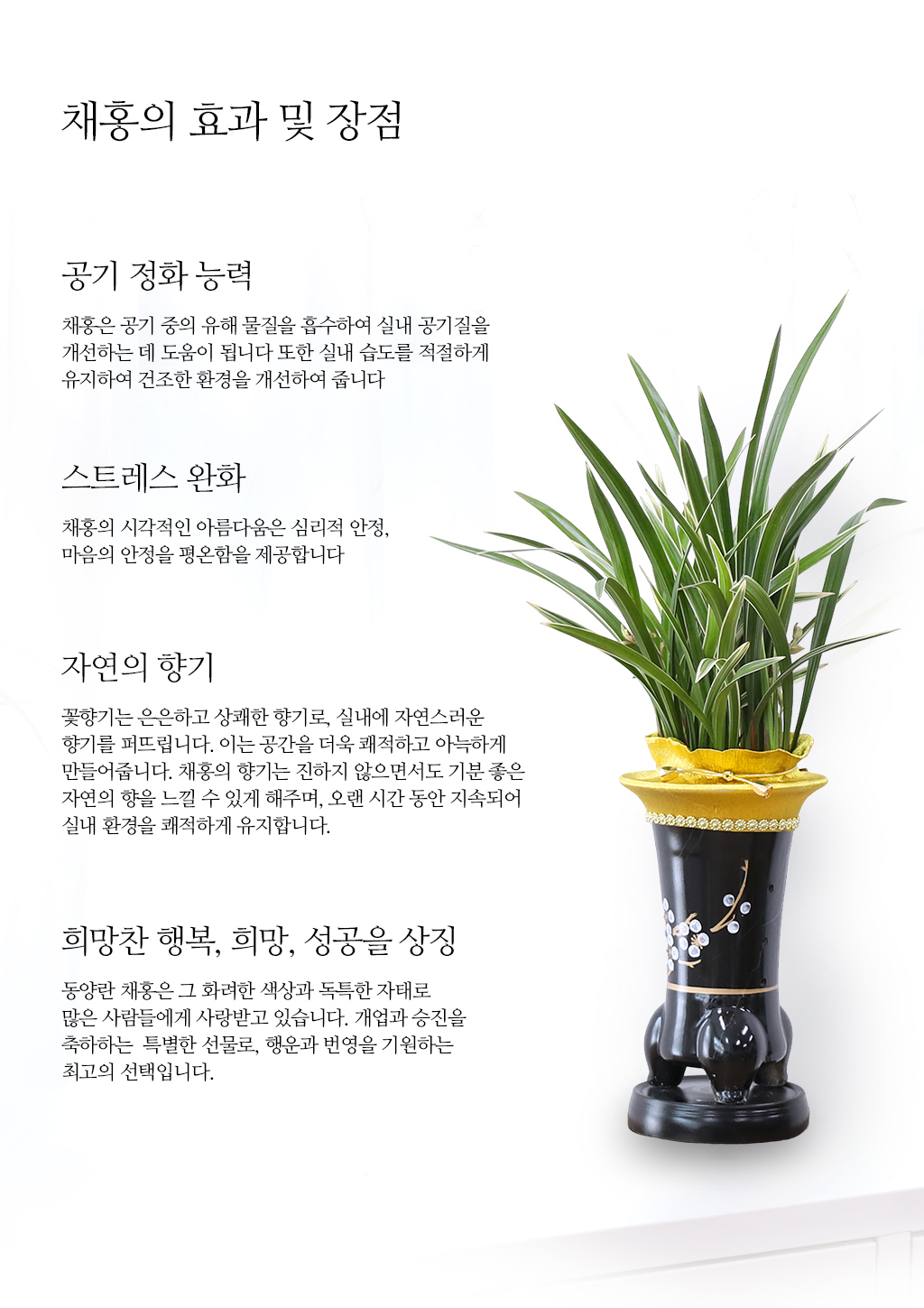 행운과 번영을 상징하는 동양란 채홍