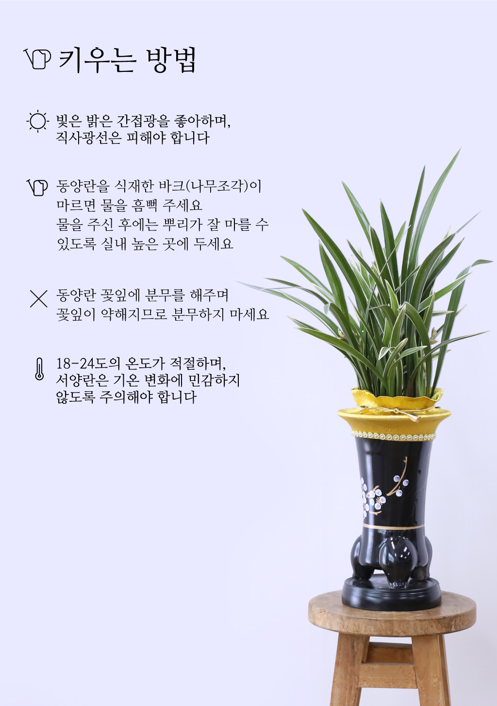 행운과 번영을 상징하는 동양란 채홍