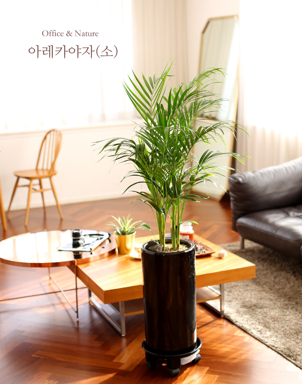 Office & Nature 아레카야자(중)