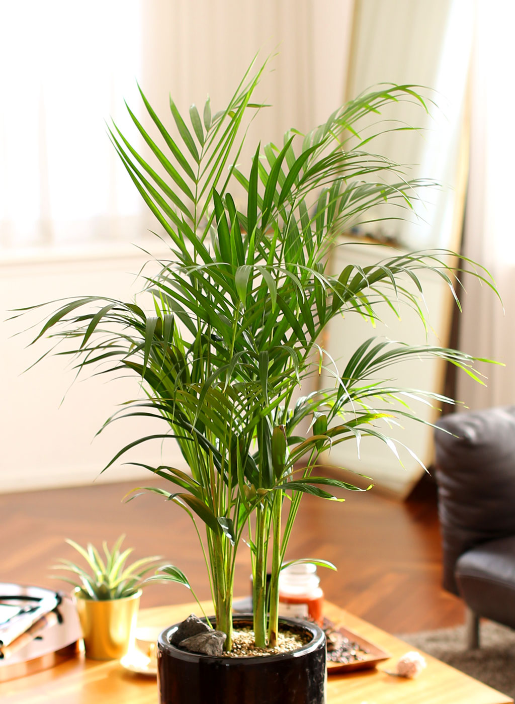 Office & Nature 아레카야자(중)