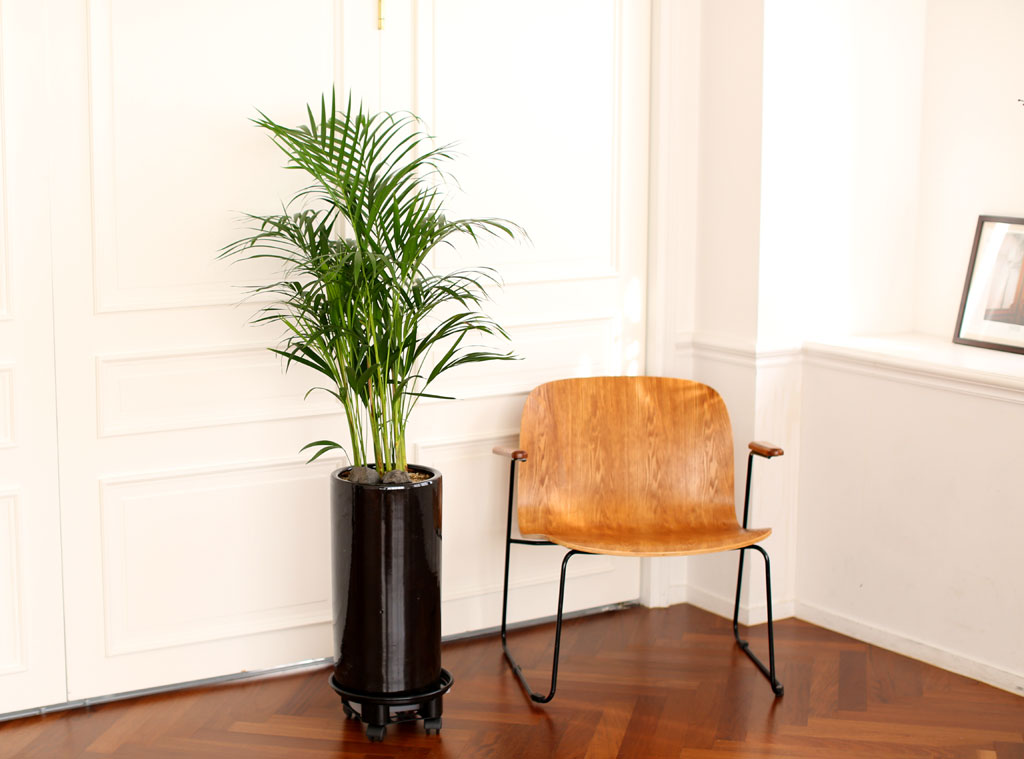 Office & Nature 아레카야자(중)
