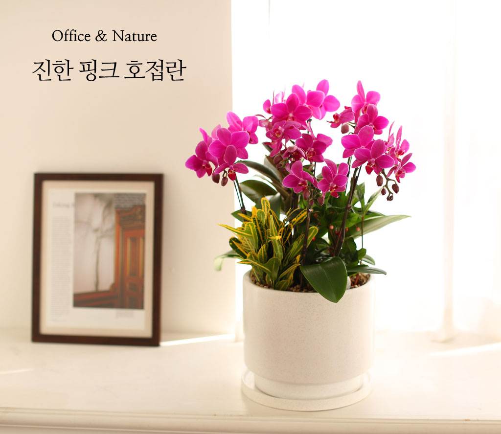 Office & Nature 진한 핑크 호접란 (서울수도권 이외의 지역에서 화분이 변경될 수 있습니다)