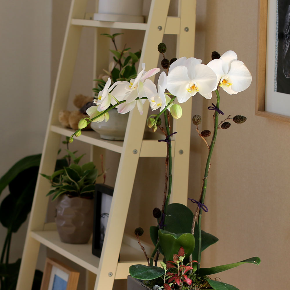 Decorating with Orchids(서양란) - 세련돈 서양란 화이트호접