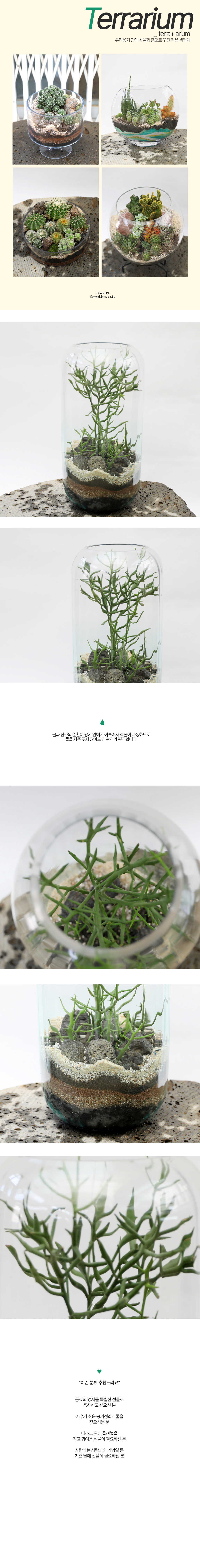 유리병 안에 작은 정원 - 결어항 테라리움 대형(연필선인장 청산호)