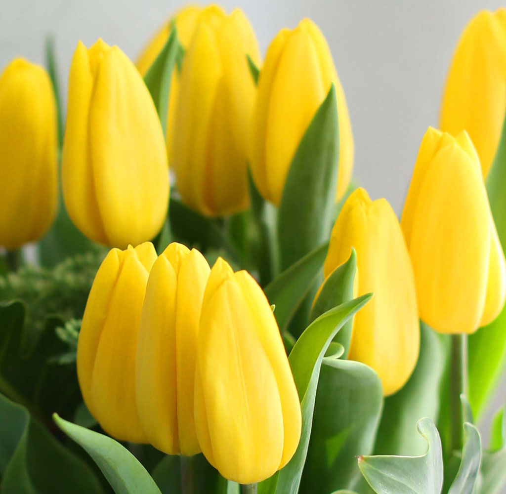 '(必)환경’시대 오아시스없는 플라워화병 - I like the tulip