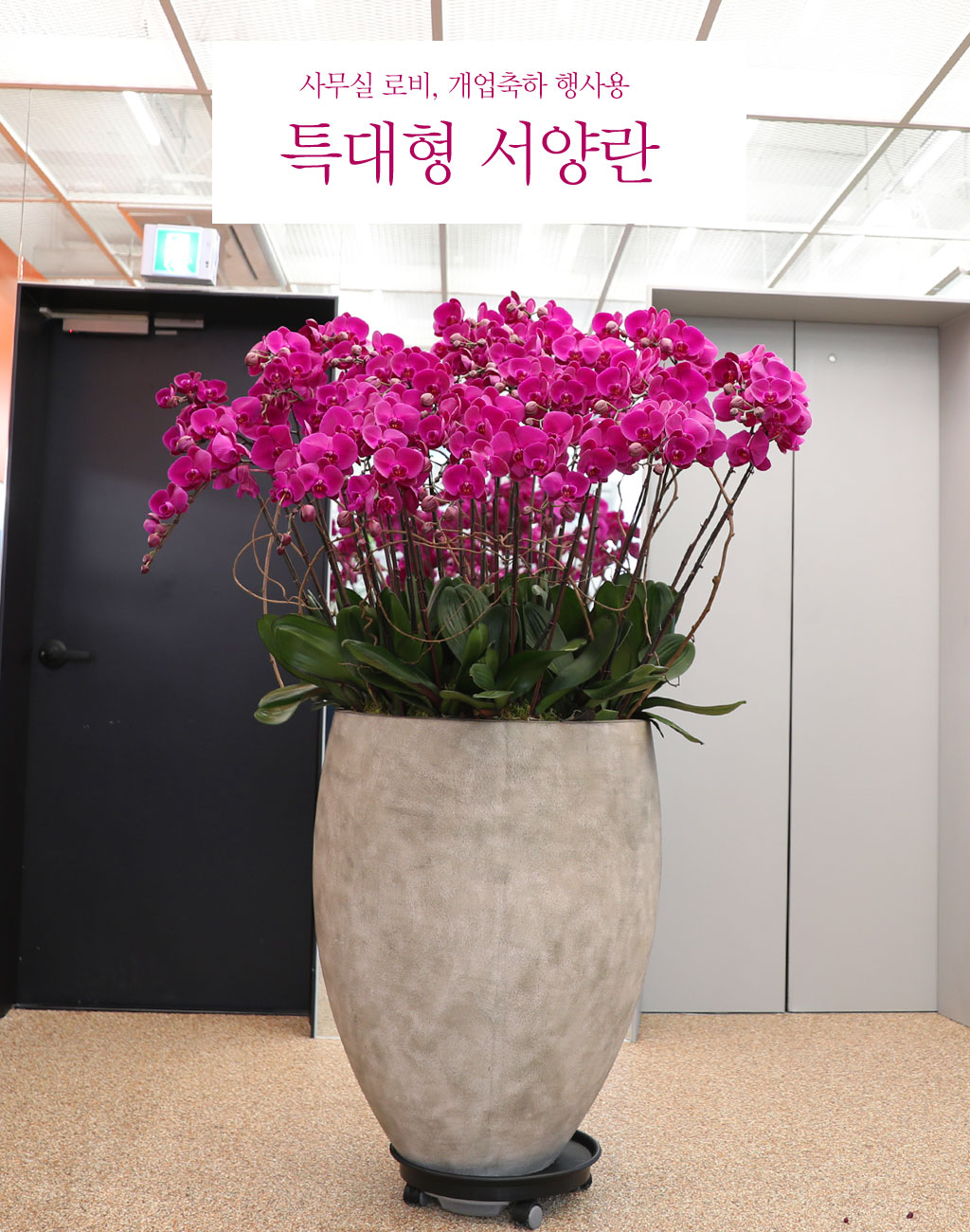 사랑과 감사의 마음을 전하기 위해 "행복이 날아 옵니다"라는 예쁜 꽃말을 가진
호접란을 준비했습니다.
