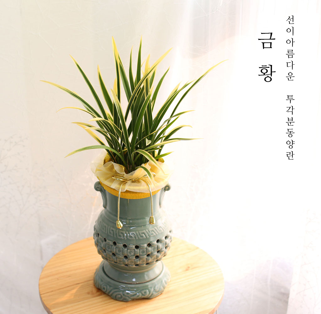 선이 아름다운 투각분 동양란 - 금황
금황 동양란은 선이 아름다운 투각분 형태의 동양란으로, 그 독특한 아름다움으로 공간에 우아함과 고급스러움을 더하는 식물입니다. 섬세한 꽃잎과 투각분의 매력적인 형태는 인테리어에 한층 더 세련된 분위기를 부여합니다. 금황은 동양란의 전통적인 아름다움을 현대적으로 재해석하여, 각종 기념일이나 특별한 순간에 적합한 완벽한 선택입니다.