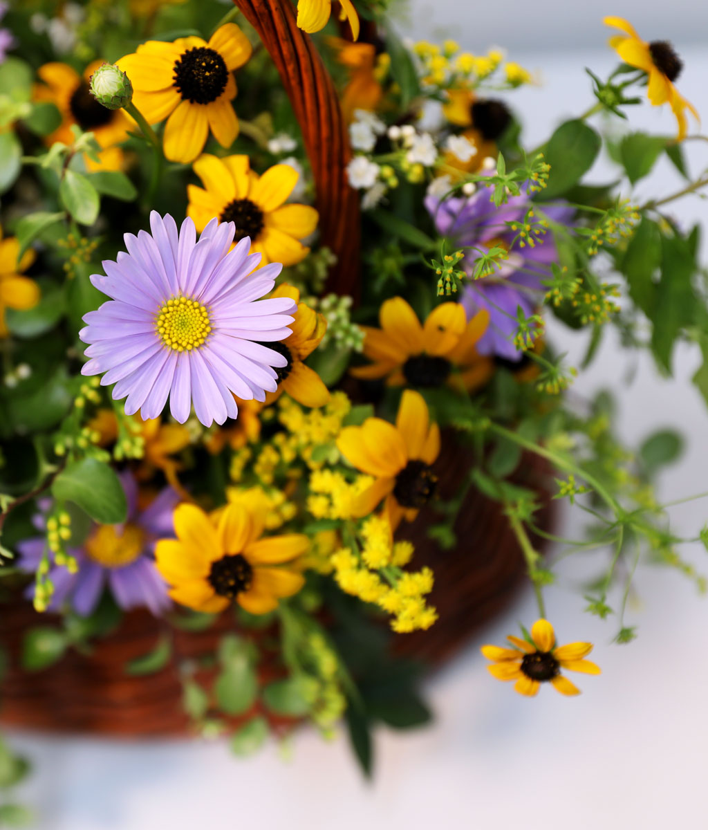 Autumn's Floral Symphony 가을꽃들 사이로