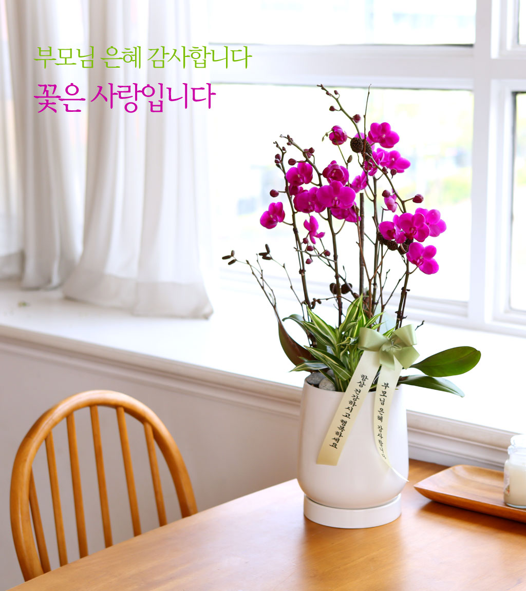 만일, 천일 동안 붉은 빛이 계속된다는 만천홍,
서양란 중에서도 가장 오랫동안 꽃을 보실 수 있습니다.