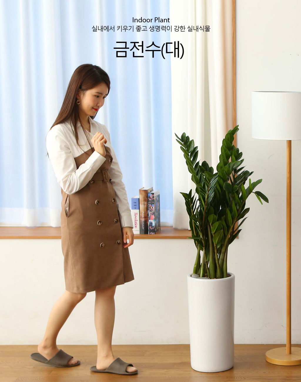 실내에서 키우기 좋고 생명력이 강한 금전수(대)