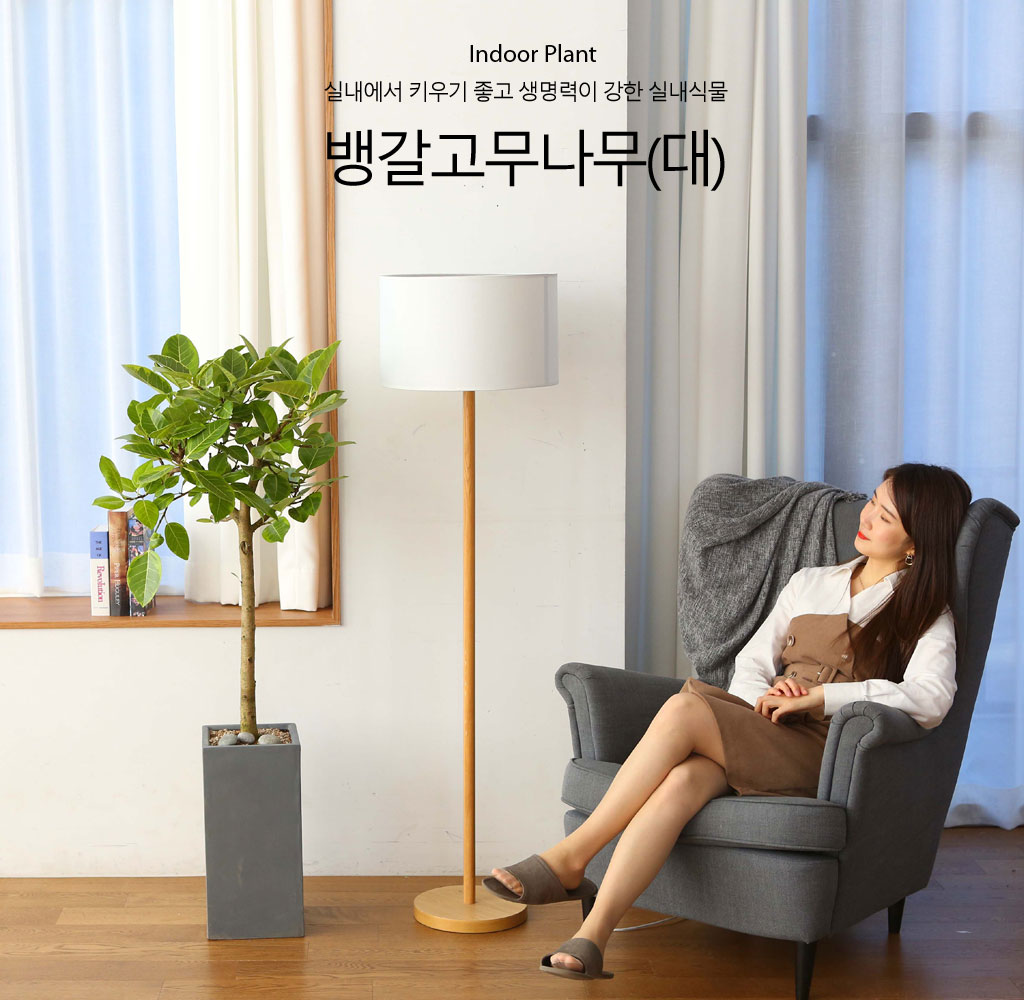 <div style="font-size:1.8em; font-weight:700; font-family: 'Noto Serif KR', serif; color:#000000; margin-top: 20px;">뱅갈고무나무</div>
열대아시아가 원산지로, '영원한 행복'이라는 꽃말을 가지고 있습니다.