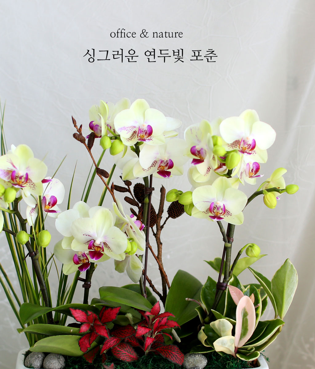 Office & Nature - 싱그러운 연두빛 포춘(화기변경)