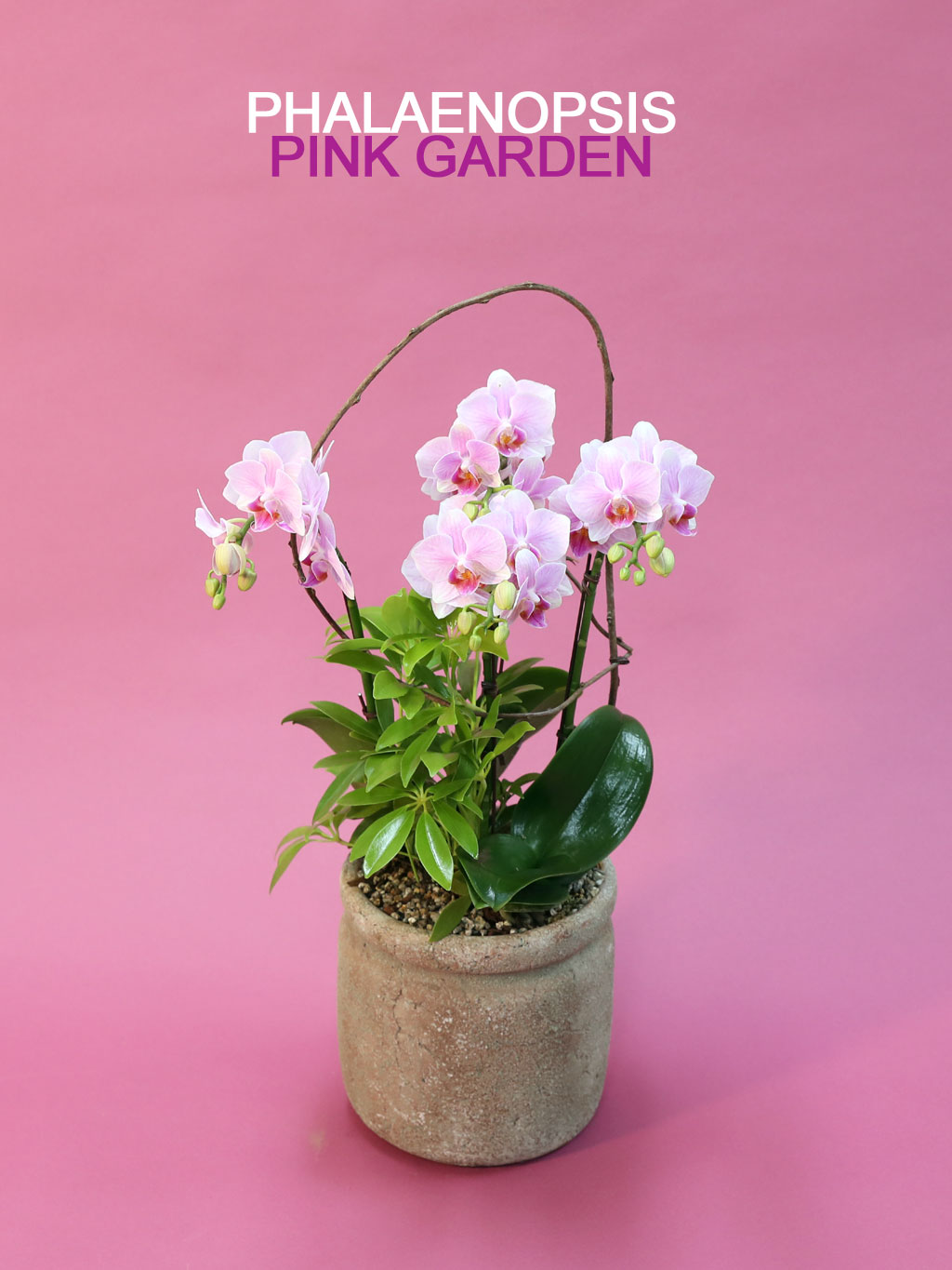 Phalenopsis - Pink garden
