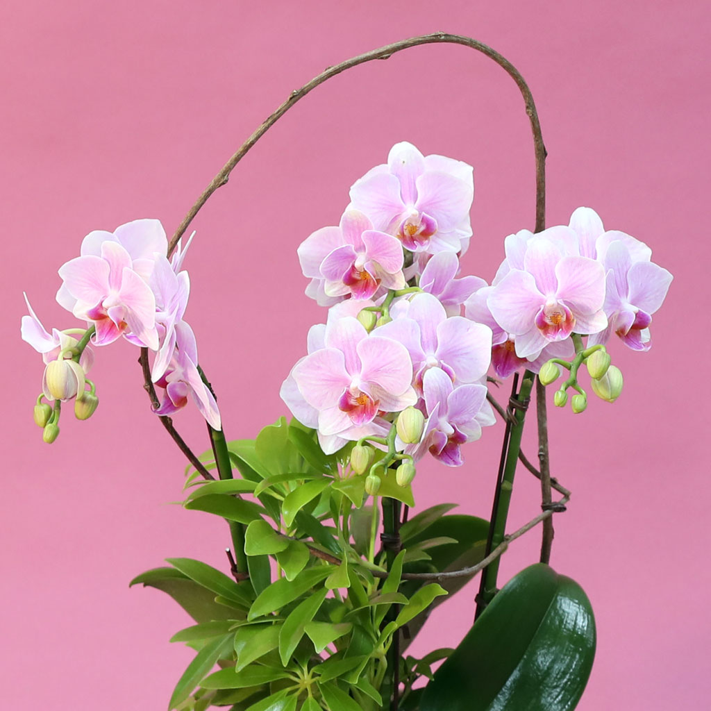 Phalenopsis - Pink garden