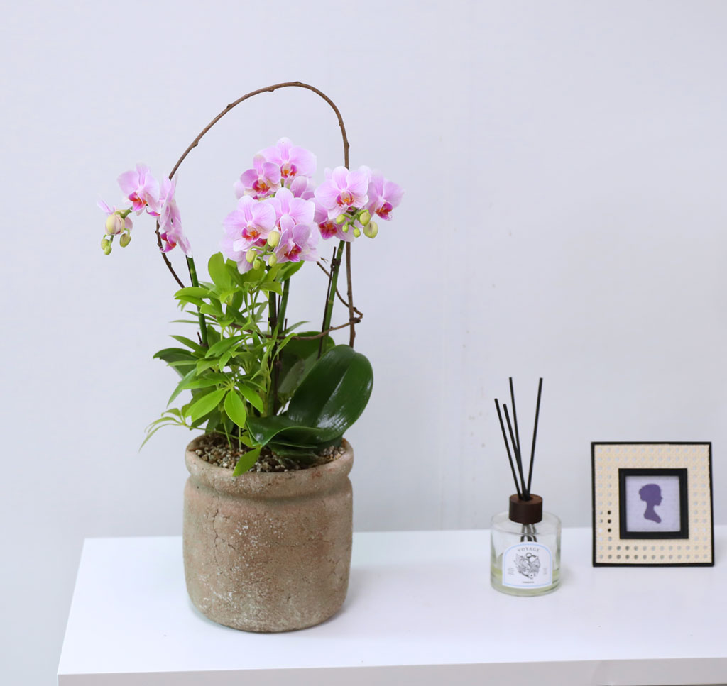 Phalenopsis - Pink garden