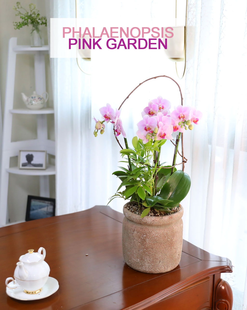 Phalenopsis - Pink garden