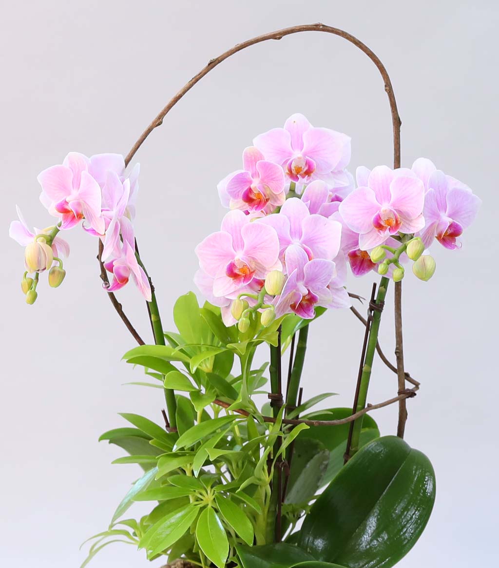 Phalenopsis - Pink garden
