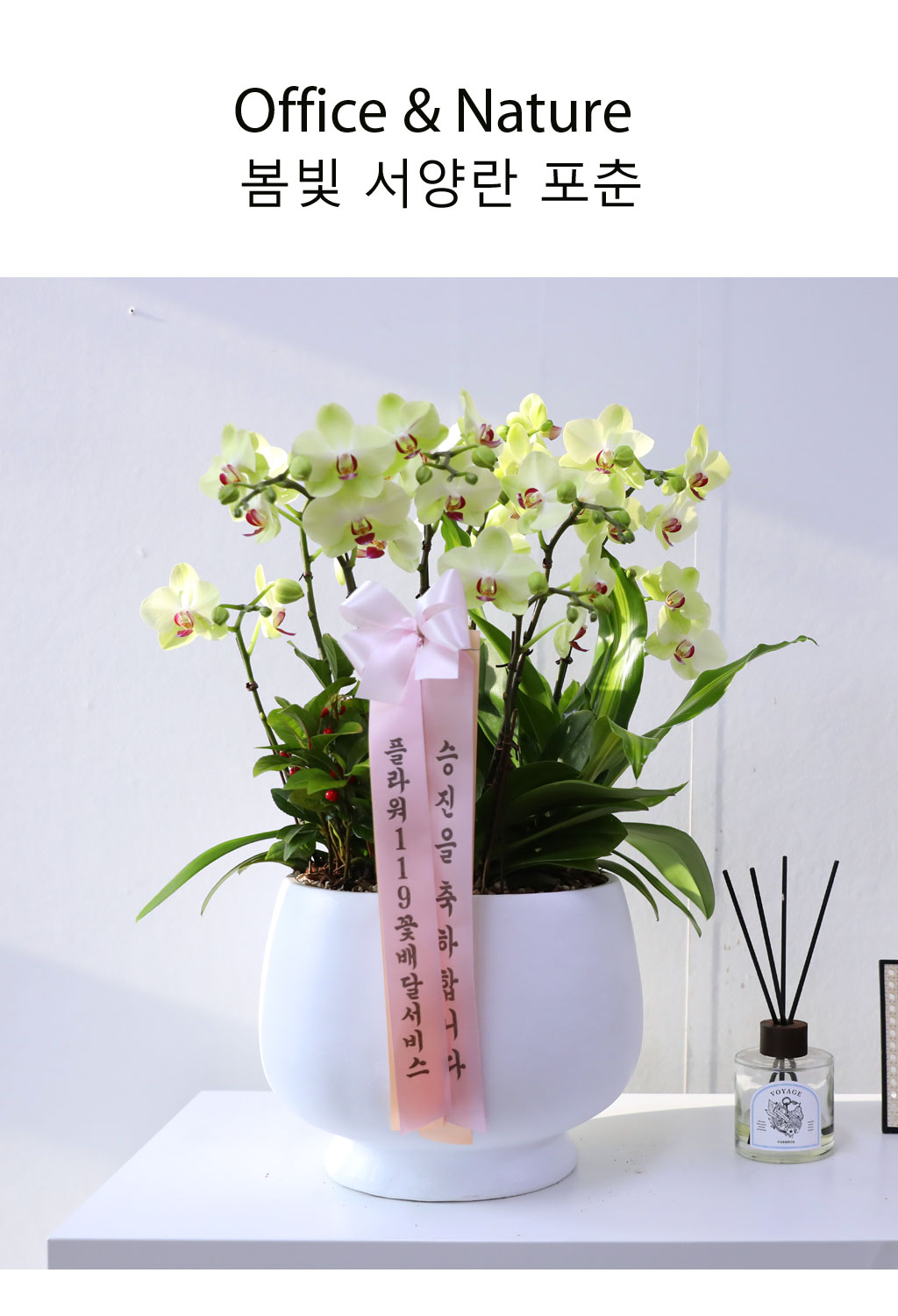 Office & Nature 봄빛 서양란 포춘