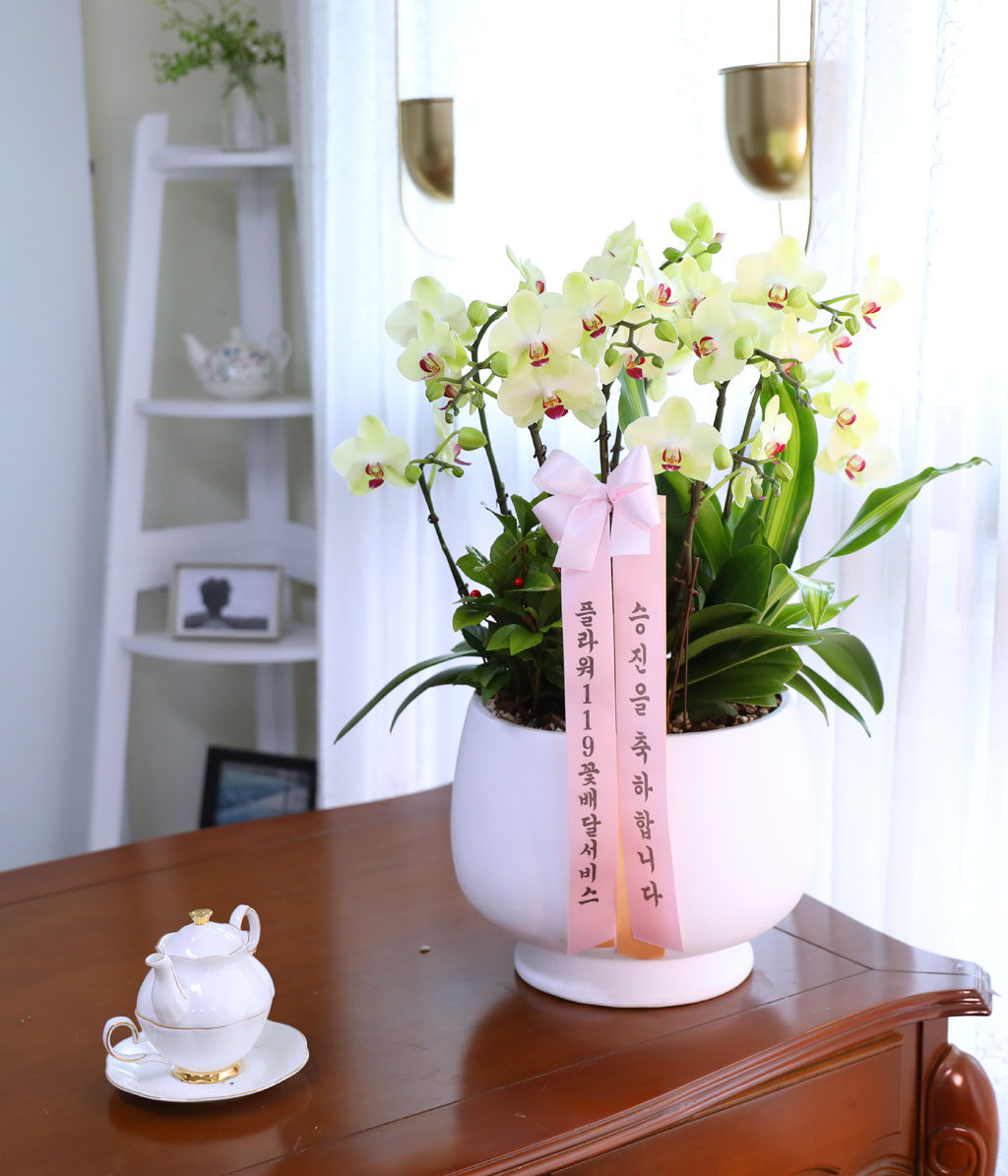 Office & Nature 봄빛 서양란 포춘
