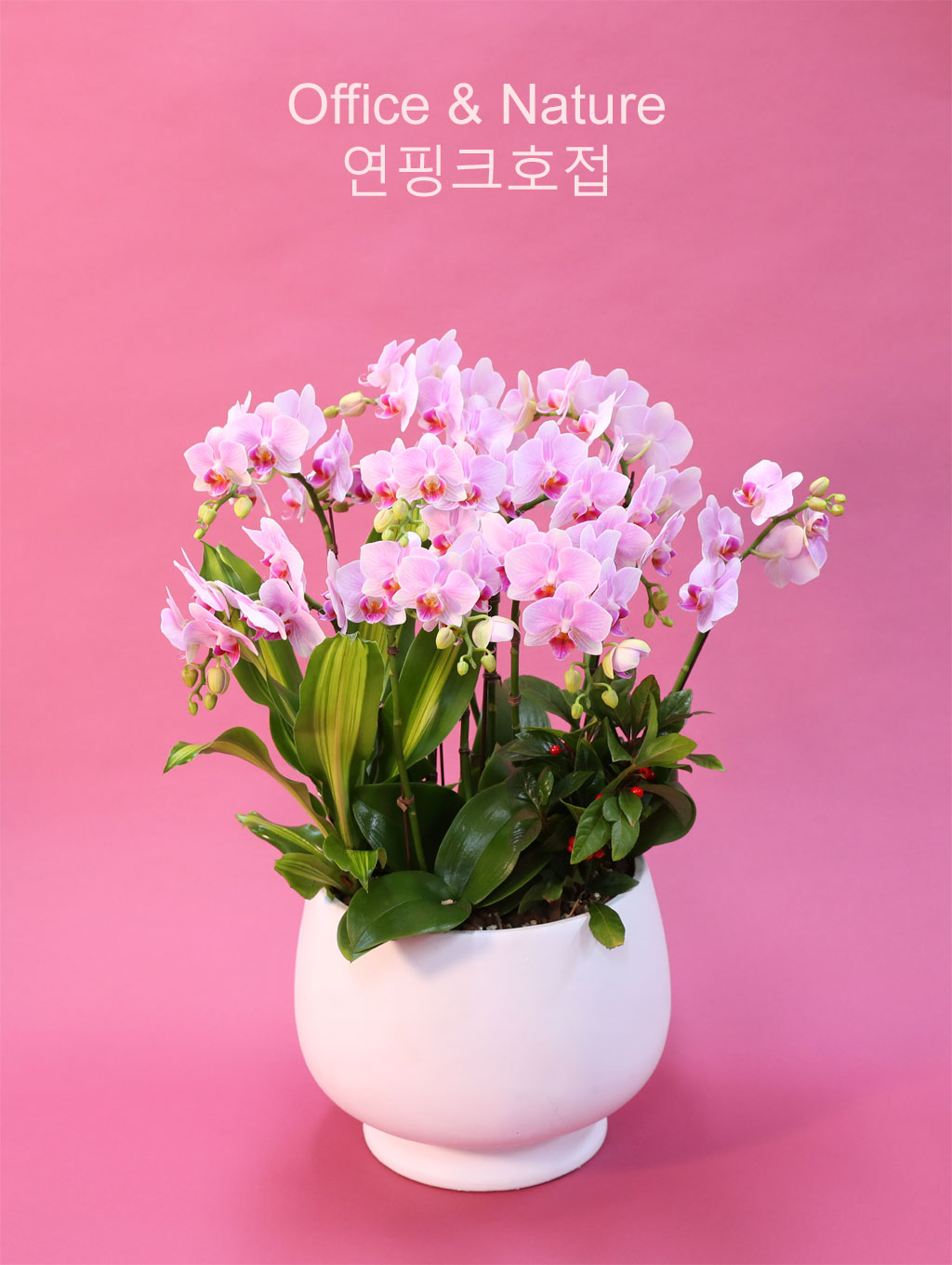 Office & Nature 핑크호접란