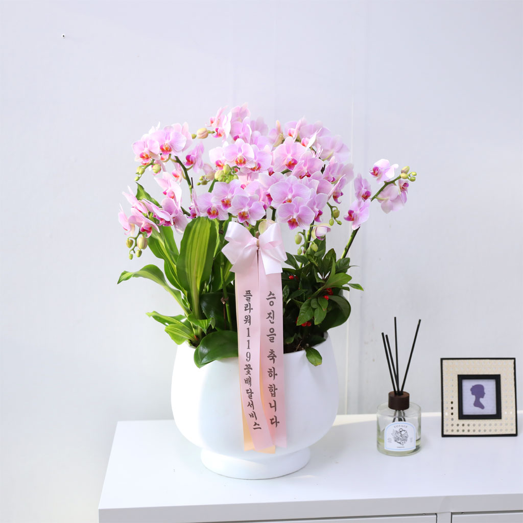 Office & Nature 핑크호접란