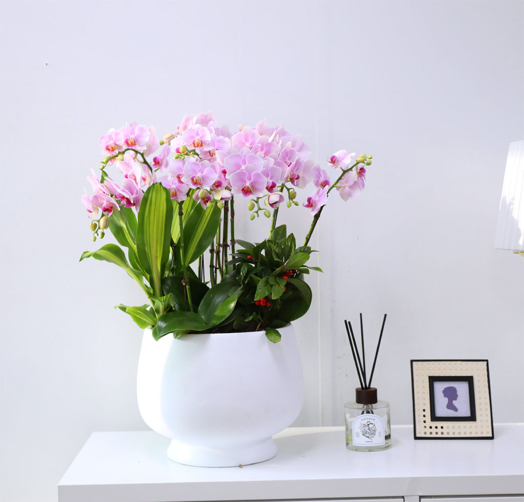 Office & Nature 핑크호접란