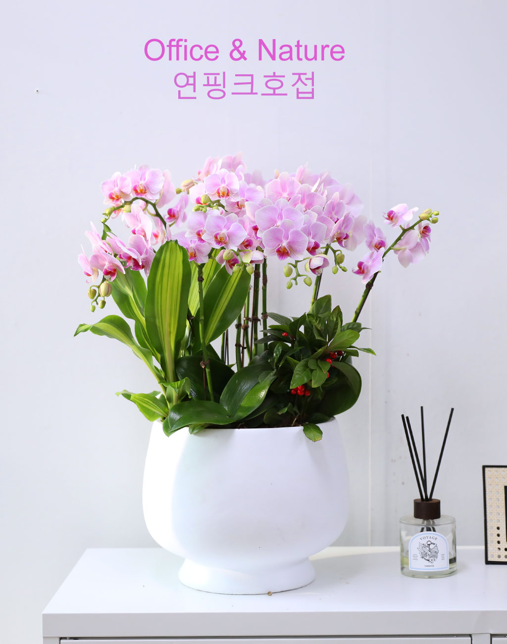 Office & Nature 핑크호접란