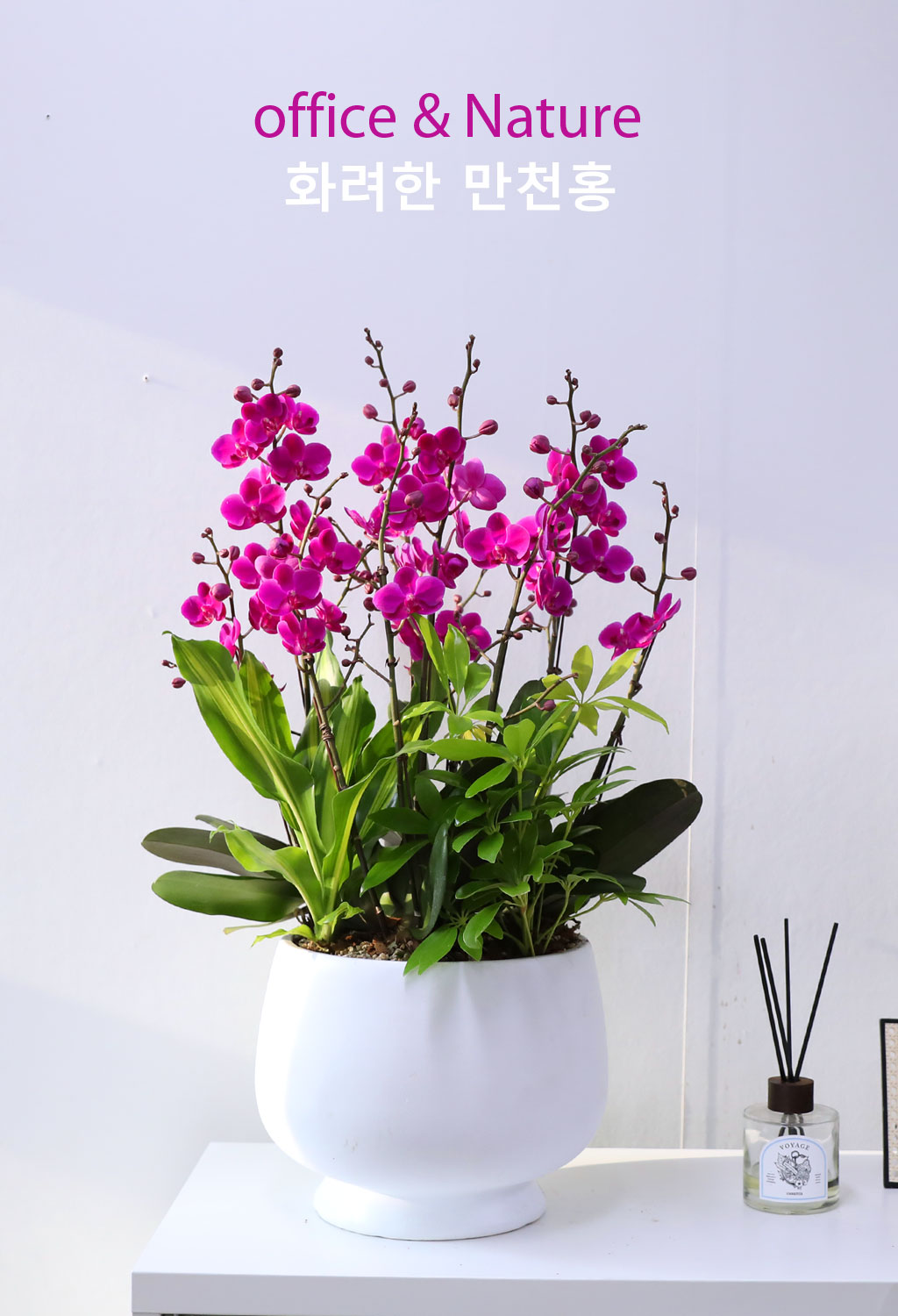 Office & Nature 화려한 만천홍